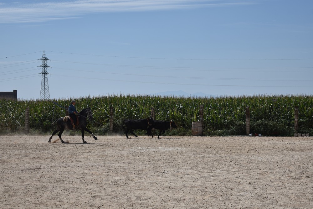 Jornadas de Equitación de Trabajo en Falces